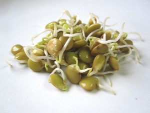 Lentil-sprouts