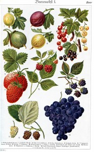 Berries_in_Brockhaus