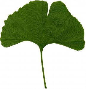 Ginkgo