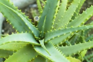 Planta Aloe