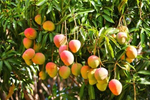 Mangos