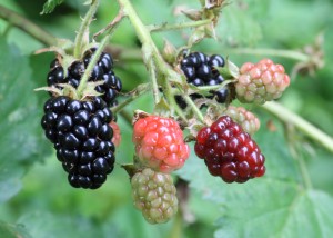 Moras