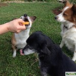 Galletas de batata y avena para los peluditos de la casa