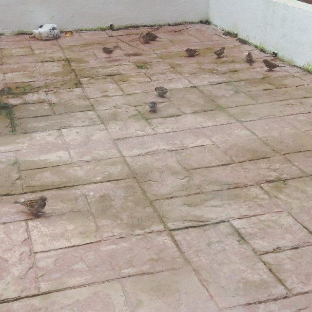 My family is growing... Feeding time!!!! :-) <3 #free #birds #vegan #love