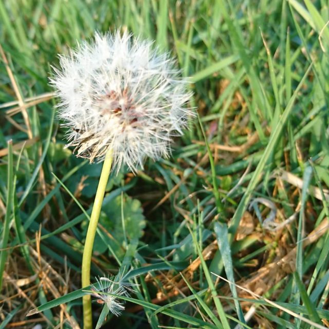 Make a wish and blow... #dreams #everythingwillbeokay #everything_imaginable